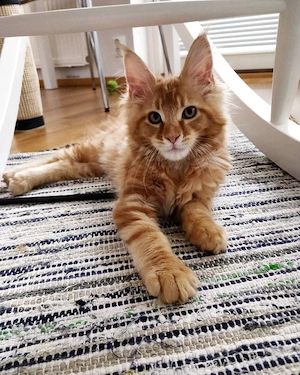 Maine-Coon-Kätzchen der 4. Generation mit blauen Augen abzugeben
