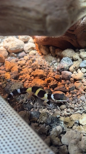 Nachzucht Leoparden-Gecko-Babys abzugeben