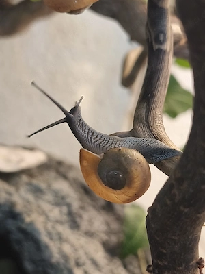 Zachrysia Guanensis Jungtiere 