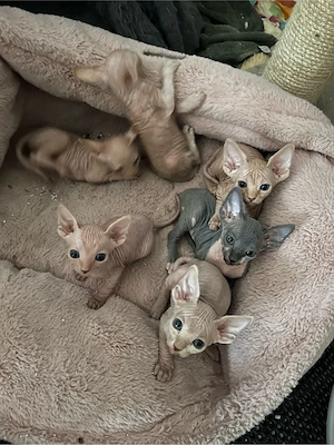 Canadian Sphynx Kitten mit Tasthaare