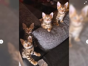 4 Süße Bengal Kitten suchen Ihr Zuhause 