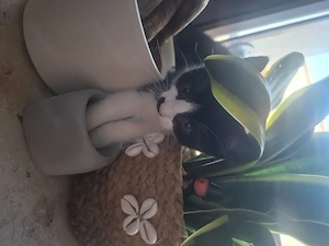 Süße Katzenbabys (geb. 23.07.) 