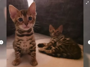 4 Süße Bengal Kitten suchen Ihr Zuhause 