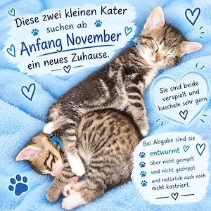 Zwei Süsse Babykater abzugeben