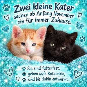 Vier Süsse Babykater abzugeben
