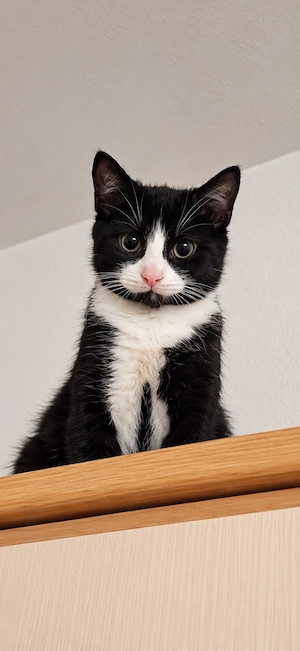 Süßer Kater, 4 Monate alt, sucht liebevolles Zuhause