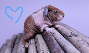 Skinny Pig Meerschweinchen Böckchen