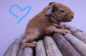 Skinny Pig Meerschweinchen Böckchen