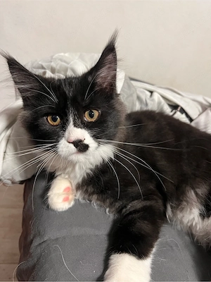 Maine Coon Kätzchen