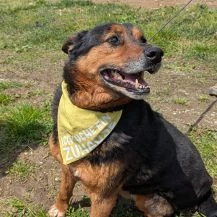 Boba L ca. 55 cm   auf der Suche nach der zweiten Chance