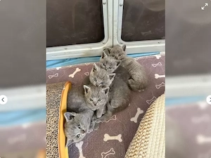 Liebevolle BKH-Kitten suchen ein neues Zuhause 