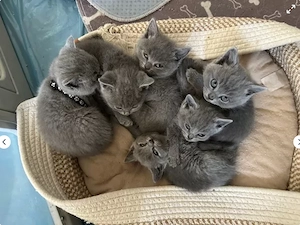 Liebevolle BKH-Kitten suchen ein neues Zuhause 