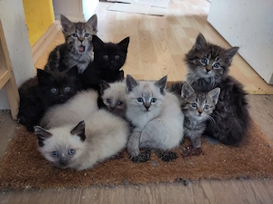 Kitten suchen ein neues Zuhause