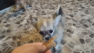 kleinbleibende Chihuahua Welpen
