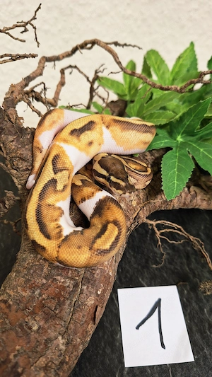 Verschiedene Nachzuchten von 2026 Königspython .. Python Regius