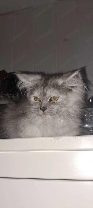 Maine coon xxl perser mix