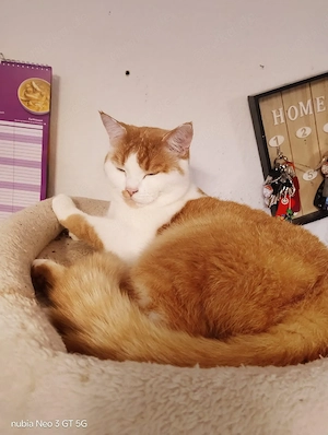 katze kater 