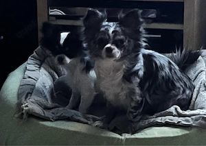 Chihuahua Mischlinge Weiblich