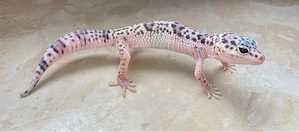 W&Y Albey Snow poss Ghost Leopardgecko Weibchen ENZ 26