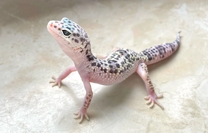W&Y Albey Snow Leopardgecko Weibchen ENZ 26