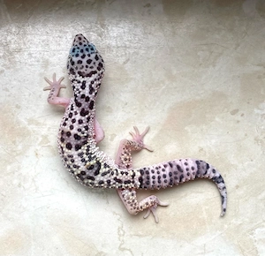 W&Y Albey Snow poss Ghost Leopardgecko Weibchen ENZ 26