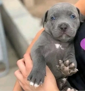 Pitbull Welpen