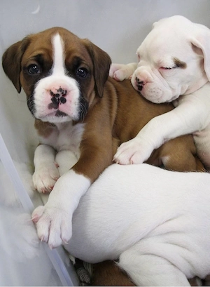 Boxer Welpen
