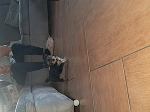 Welpen Mini Yorkshire Terrier