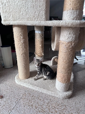 Kitten Kätzchen abzugeben