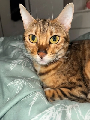 Bengal Katze in liebevolle Hände zu geben  