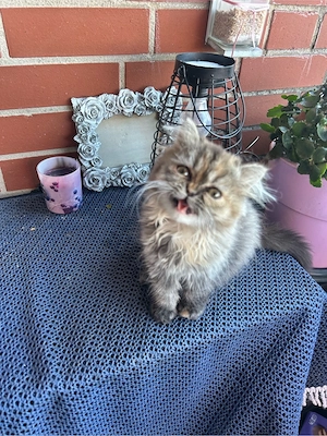 100% Reinrasige Perser Kitten