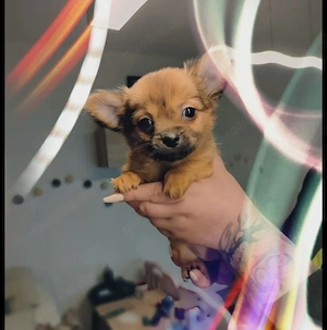 reinrassiger Chihuahua Welpe 