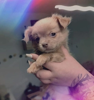 Chihuahua-Welpe 