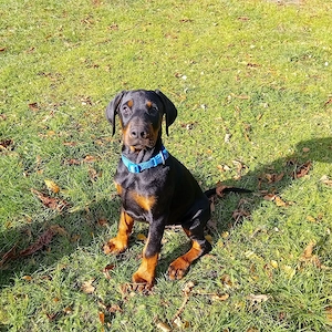 Dobermann Welpen 
