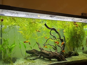 Platys zu verschenken