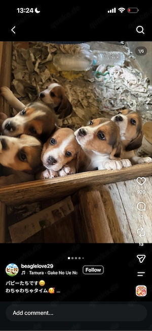 Beagle Welpen