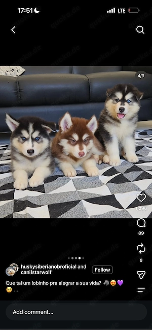 Siberiche Huskies Welpen