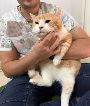 schmusebedürftiger Kater Bucky sucht ein tolles Zuhause (FIV+) 