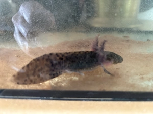 Ambystoma andersoni 
