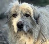 Liam B ca. 55 cm   steht vor einer Herausforderung