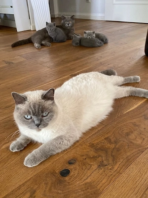 Katzenbabys BKH reinrassig sofort abzugeben Kitten Kater Katze
