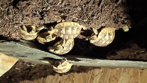 Landschildkröte, maurische Landschildkröte, Testudo graeca