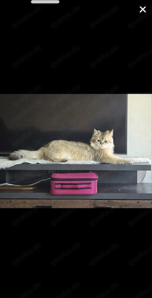 BLH Deckkater 