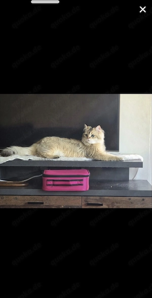 Britisch langhaar  reinrassig   Deckkater