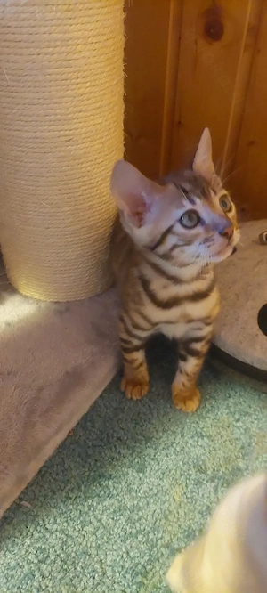 Reinrassige Bengalkitten mit Stammbaum