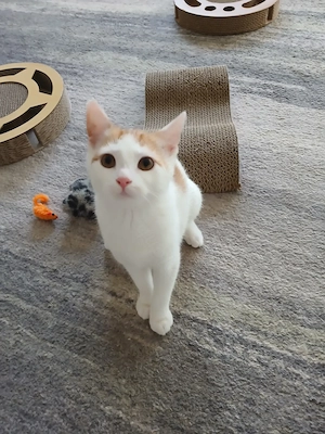 Verschmustes Katzenkind sucht Zuhause