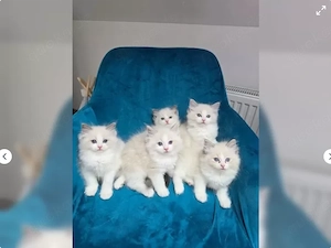 Ragdollkitten Ragdollkätzchen Ragdoll 