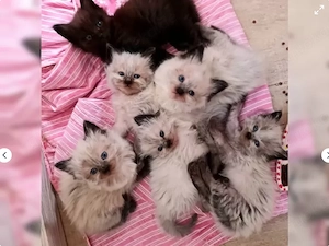 Ragdollkitten Ragdollkätzchen Ragdoll 