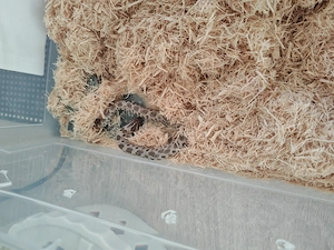 Verkaufen leopargecko und hakenasennatter