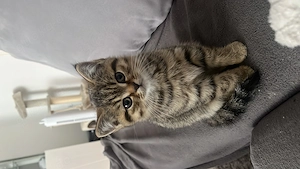 Wunderschöner BKH-Kater sucht ein Zuhause